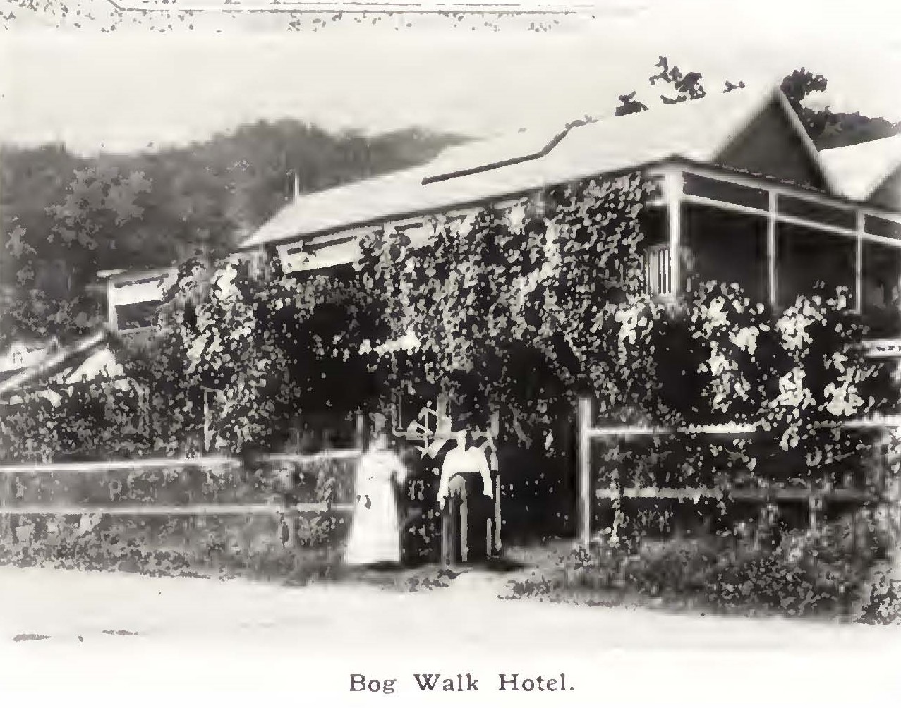 bog-walk-hotel